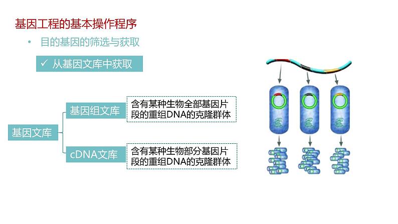 第二节 《基因工程的基本操作程序》课时1课件+教案07