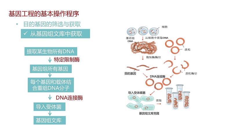 第二节 《基因工程的基本操作程序》课时1课件+教案08