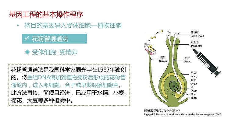 第二节 基因工程的基本操作程序课时2课件第4页