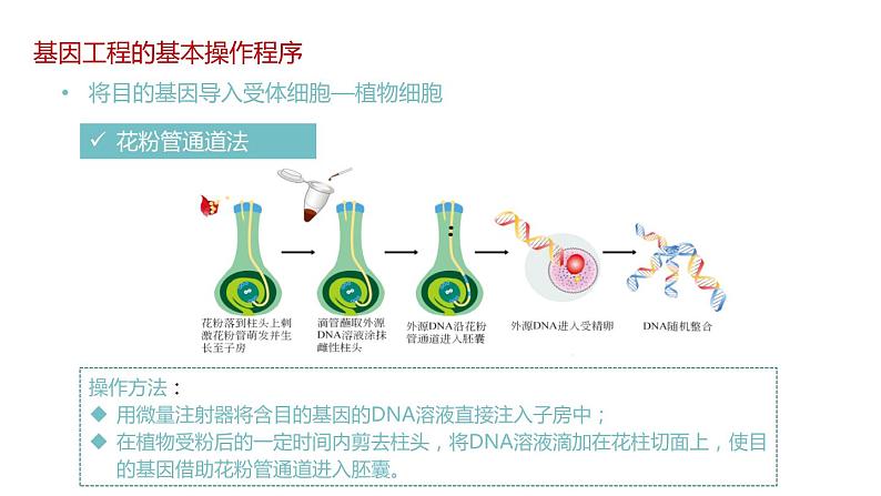 第二节 基因工程的基本操作程序课时2课件第5页