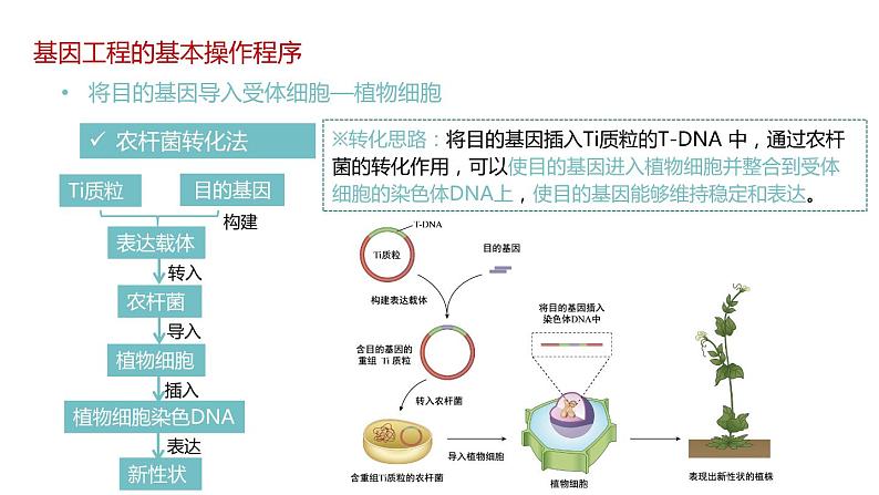 第二节 基因工程的基本操作程序课时2课件第6页