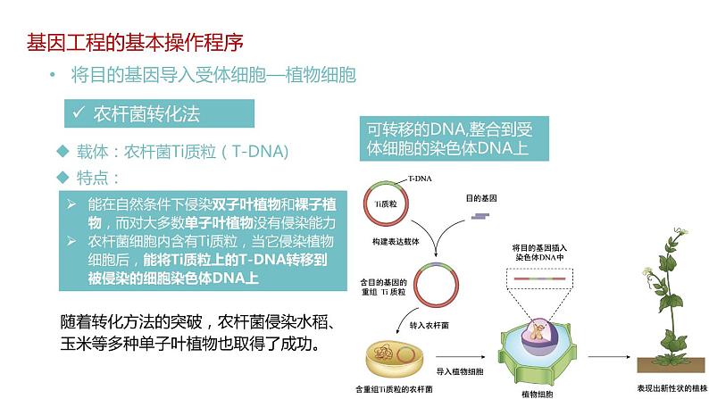 第二节 基因工程的基本操作程序课时2课件第7页