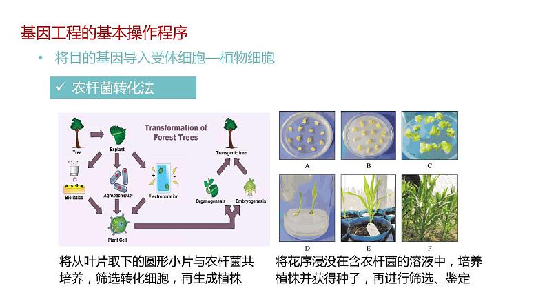 第二节 基因工程的基本操作程序课时2课件第8页