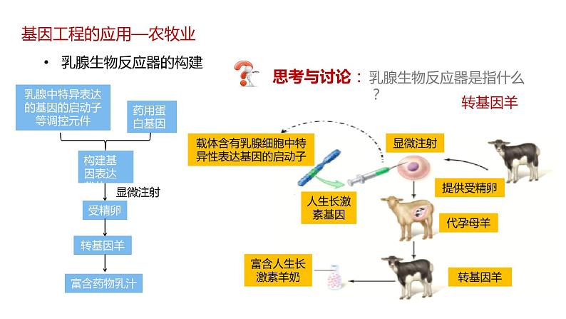 第三节 《基因工程的应用》课件PPT+教案08