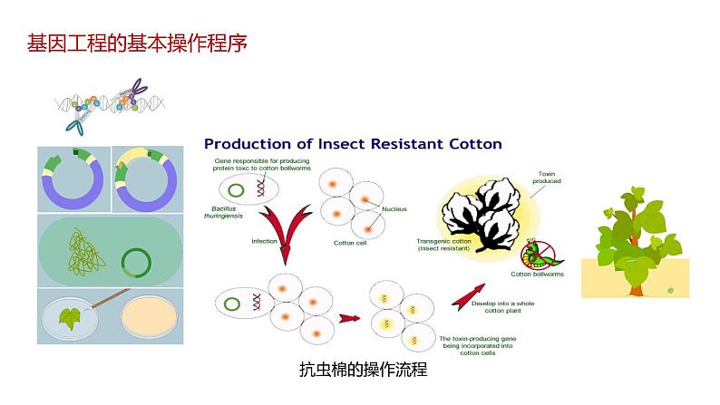 第二节 《基因工程的基本操作程序》课时1课件PPT+教案03