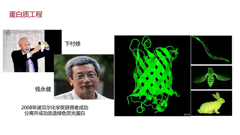 第四节 蛋白质工程的原理和应用课件第2页