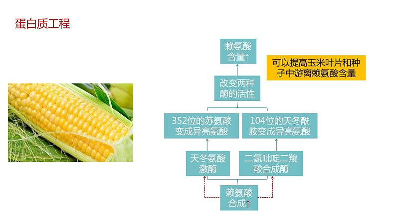 第四节 蛋白质工程的原理和应用课件第4页