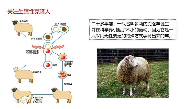 第二节 《关注生殖性克隆人》课件PPT+教案02