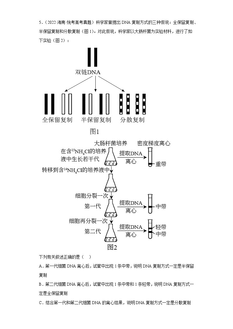五年2018-2022高考生物真题按知识点分类汇编39-DNA分子的结构和复制（含解析）第2页