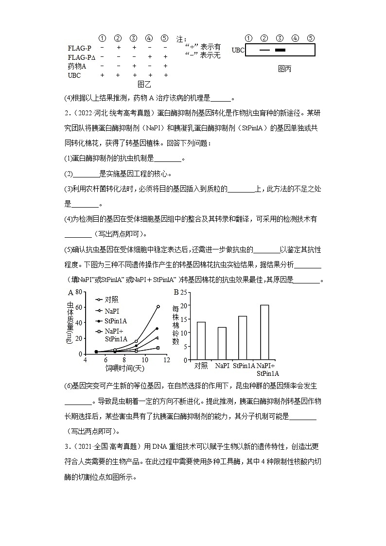 五年2018-2022高考生物真题按知识点分类汇编91-生物技术与工程-基因工程-目的基因的检测与鉴定（含解析）02