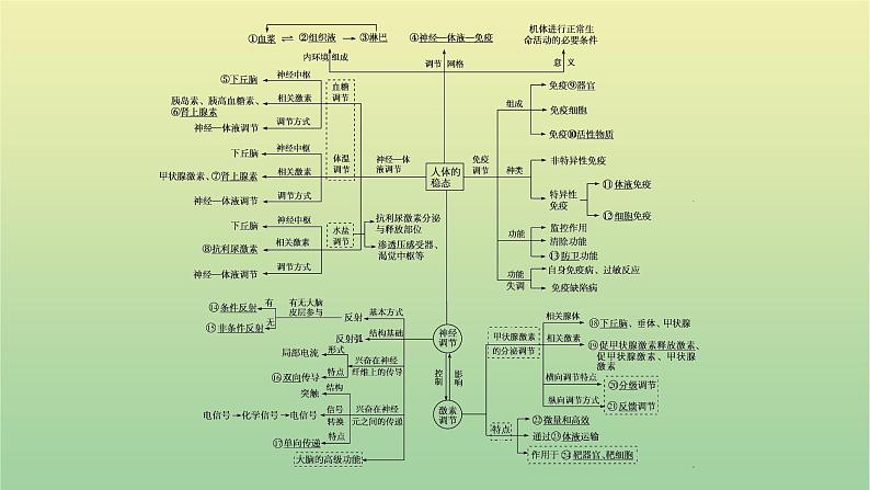 2023届高考生物二轮复习人体的稳态与调节机制课件第2页