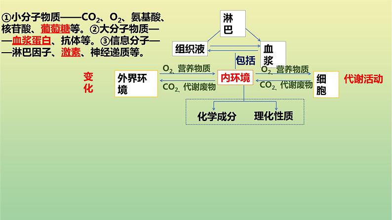 2023届高考生物二轮复习人体的稳态与调节机制课件第4页