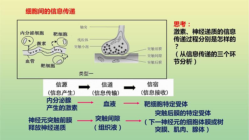 2023届高考生物二轮复习人体的稳态与调节机制课件第5页