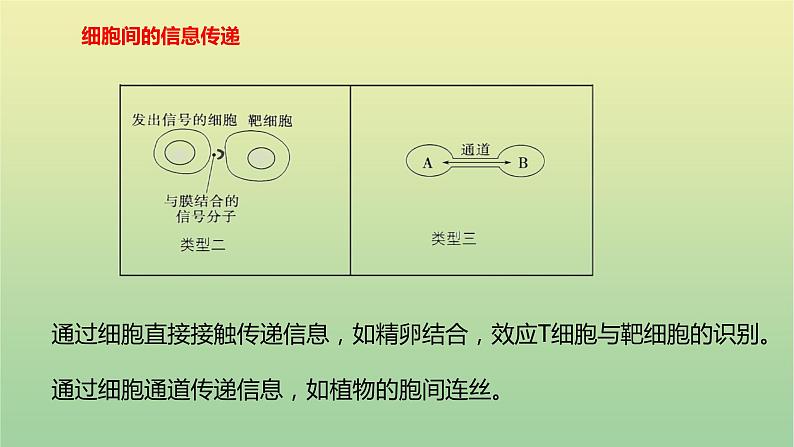 2023届高考生物二轮复习人体的稳态与调节机制课件第6页