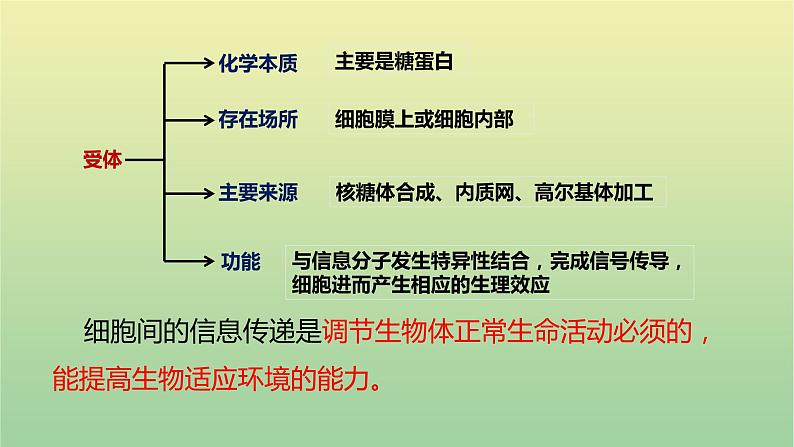 2023届高考生物二轮复习人体的稳态与调节机制课件第8页