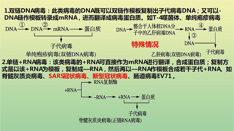 2023届高考生物二轮复习细胞的结构与物质运输课件05