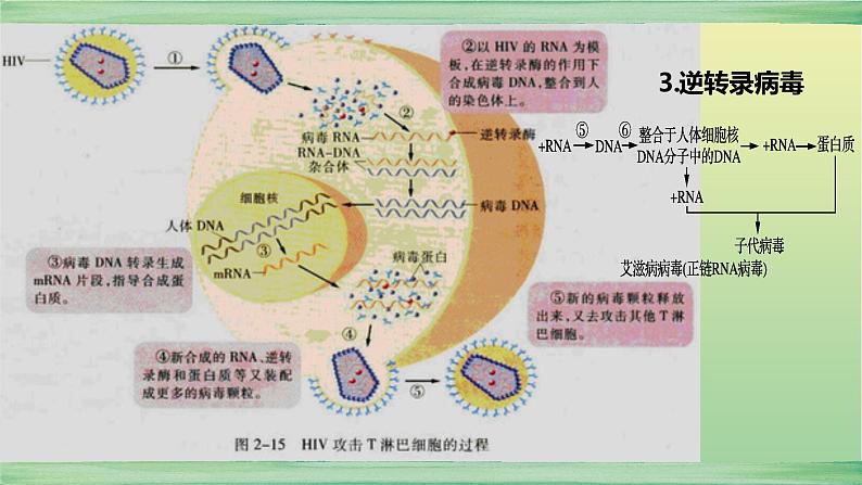 2023届高考生物二轮复习细胞的结构与物质运输课件06