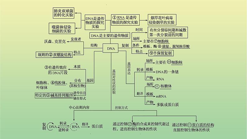 2023届高考生物二轮复习遗传的分子基础课件第2页