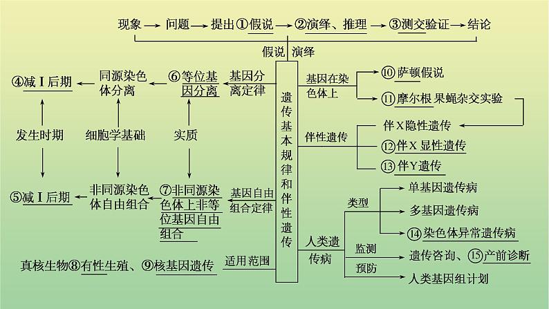 2023届高考生物二轮复习遗传规律与伴性遗传课件02