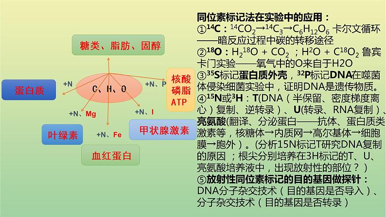 2023届高考生物二轮复习组成细胞的分子课件第6页