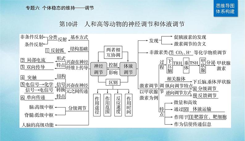 2023届高考生物二轮复习人和高等动物的神经调节和体液调节课件02