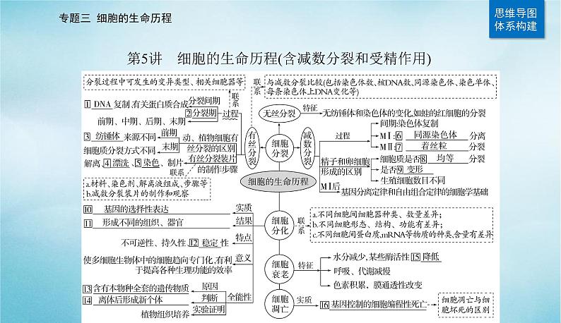 2023届高考生物二轮复习细胞的生命历程(含减数分裂和受精作用)课件第2页