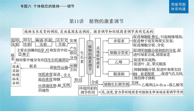 2023届高考生物二轮复习植物的激素调节课件第2页