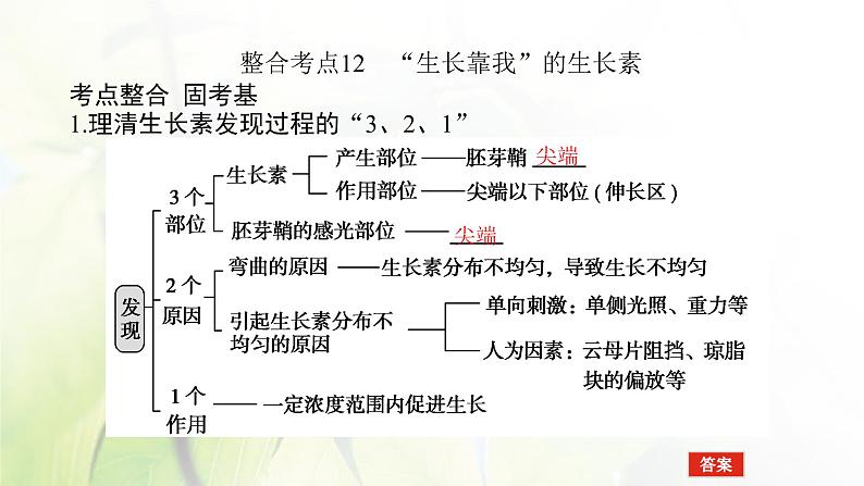 2023届高考生物二轮复习植物生命活动的调节课件第8页