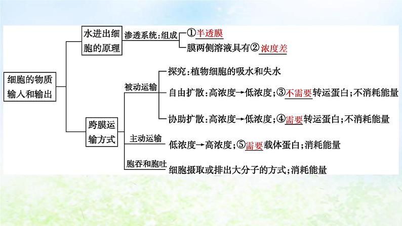 2023届高考生物二轮复习第3讲物质跨膜运输的方式课件第4页