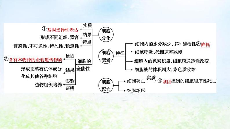 2023届高考生物二轮复习第7讲细胞的分化、衰老和死亡课件04