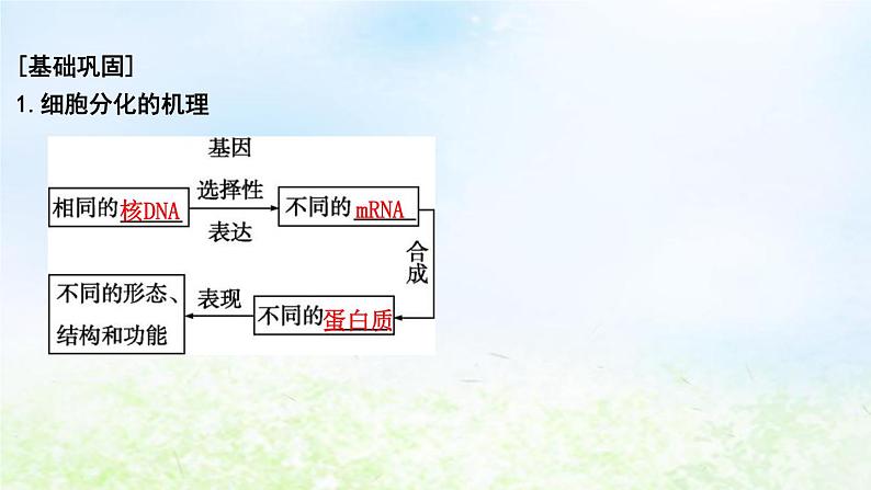 2023届高考生物二轮复习第7讲细胞的分化、衰老和死亡课件08