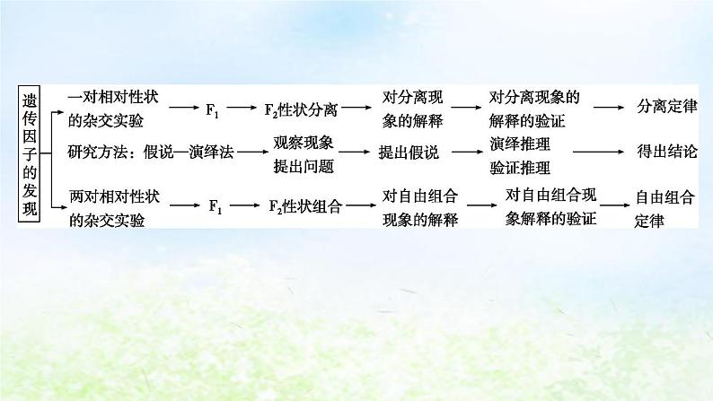 2023届高考生物二轮复习第8讲孟德尔遗传规律及其应用课件04