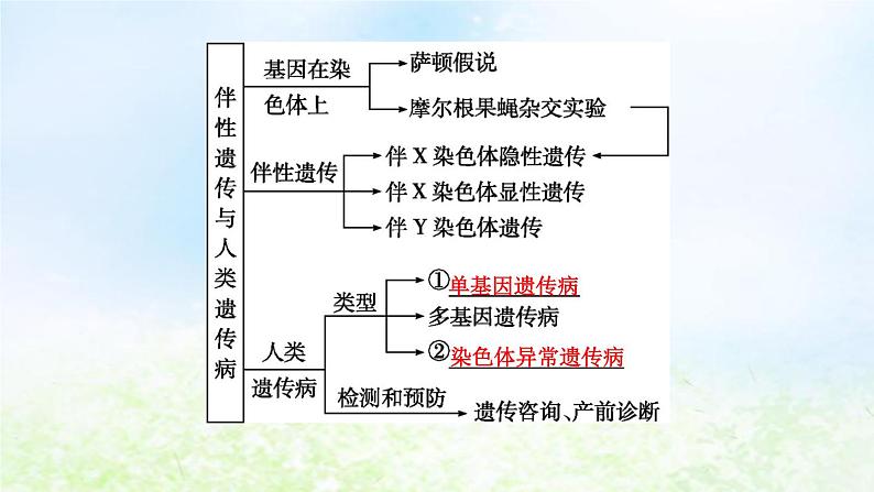 2023届高考生物二轮复习第9讲伴性遗传与人类遗传病课件第4页