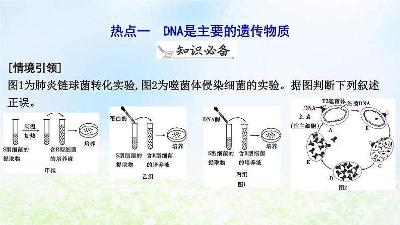 2023届高考生物二轮复习第10讲遗传的分子基础课件06