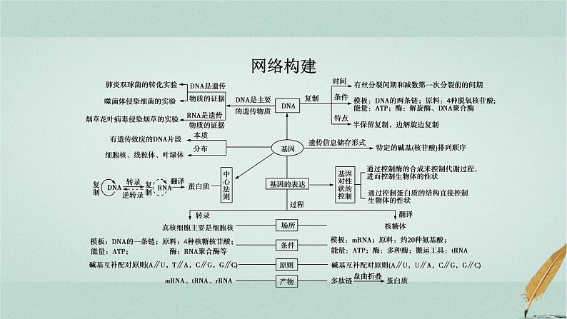 2023届高考生物二轮复习DNA是主要的遗传物质课件第2页