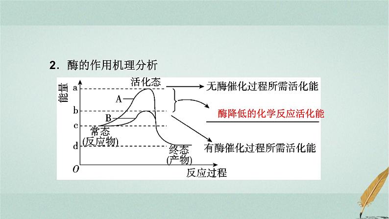 2023届高考生物二轮复习酶与ATP课件08