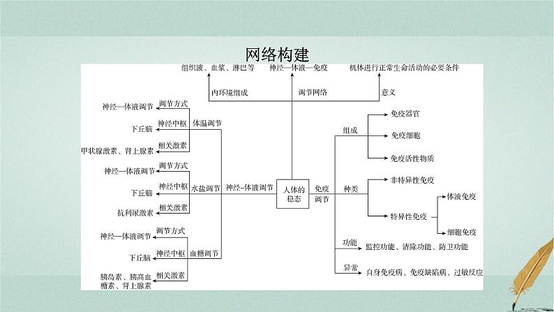 2023届高考生物二轮复习人体的内环境与稳态课件第2页