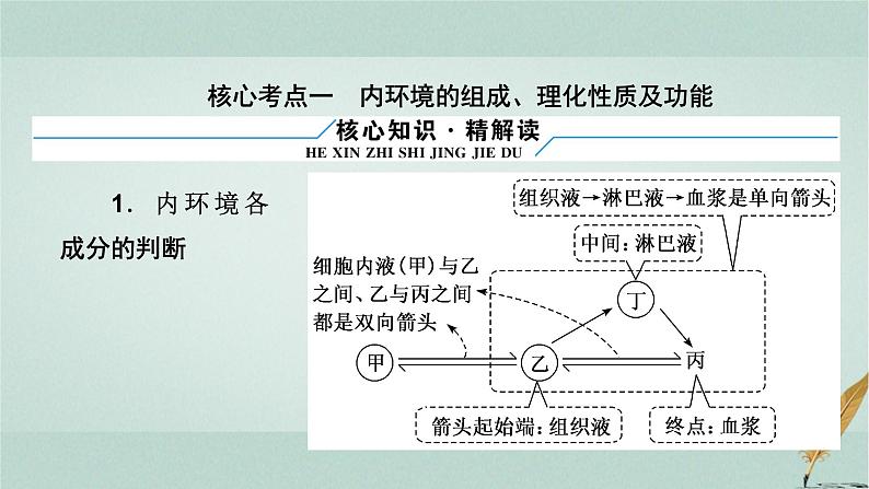 2023届高考生物二轮复习人体的内环境与稳态课件第8页