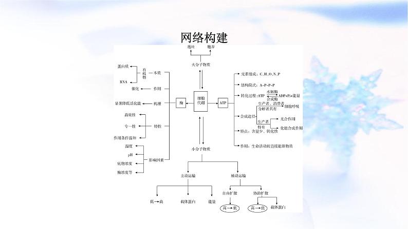 2023届高考生物二轮复习物质的跨膜运输课件02