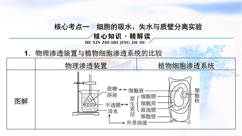 2023届高考生物二轮复习物质的跨膜运输课件08