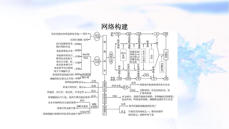 2023届高考生物二轮复习有丝分裂与减数分裂课件02