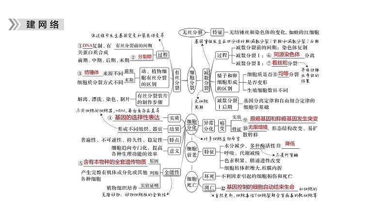 2023届高考生物二轮复习细胞的生命历程课件第5页