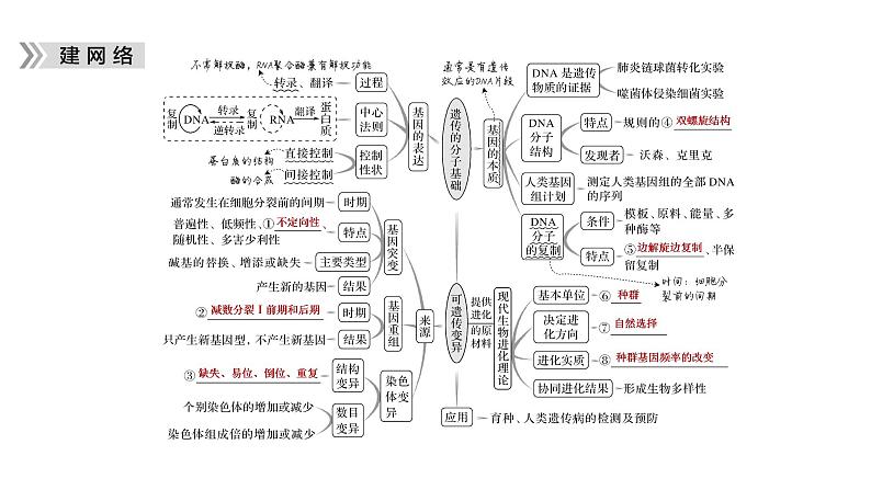 2023届高考生物二轮复习遗传的分子基础、变异与进化课件05