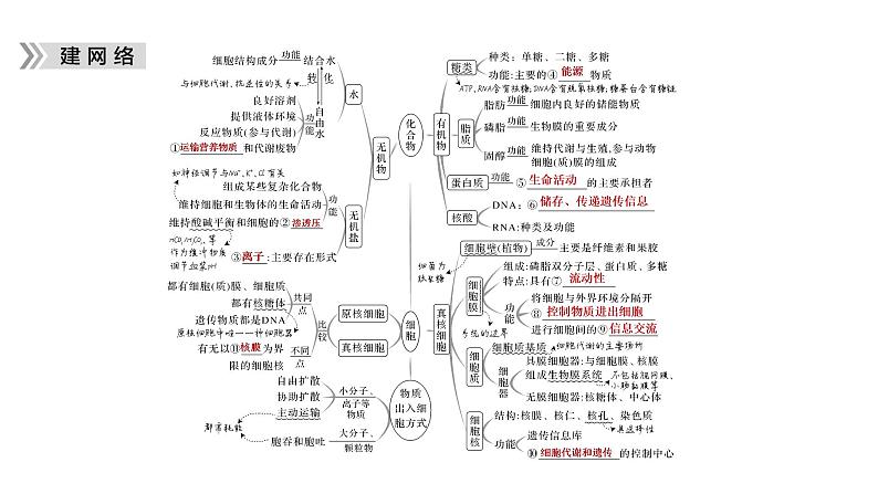 2023届高考生物二轮复习细胞的分子组成、结构和物质运输课件05