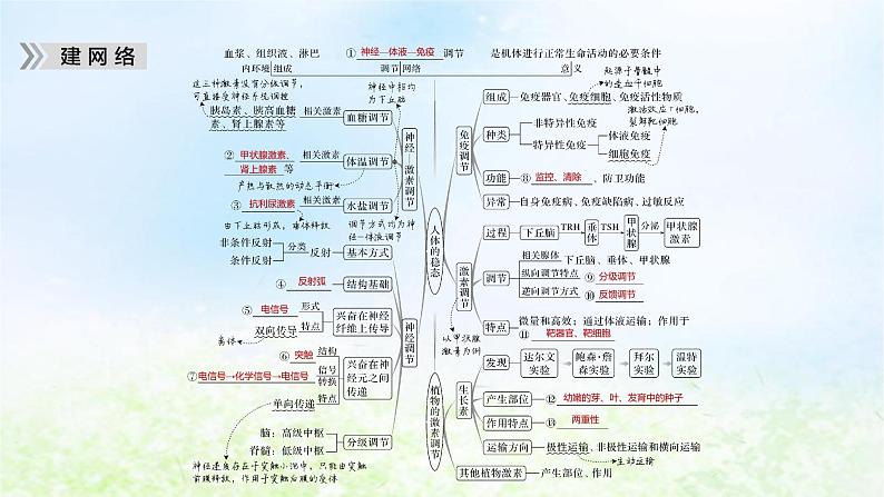 2023届高考生物二轮复习个体生命活动的调节课件第5页