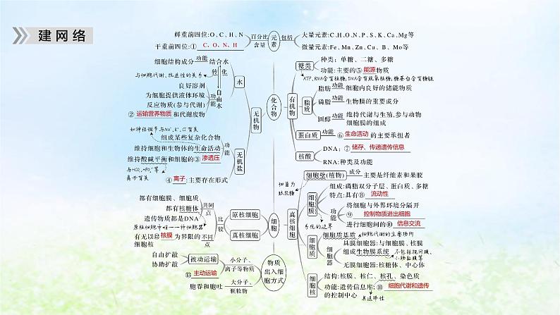 2023届高考生物二轮复习细胞的分子组成、结构和物质运输课件课件05