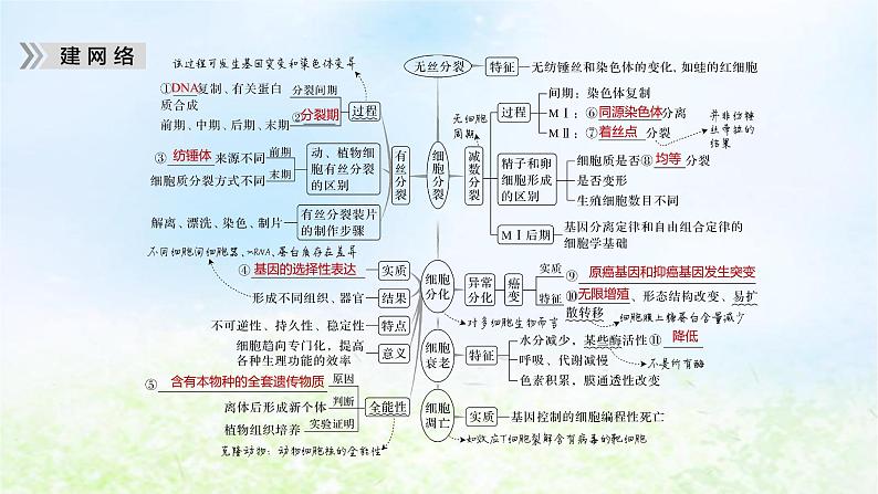 2023届高考生物二轮复习细胞的生命历程课件第5页