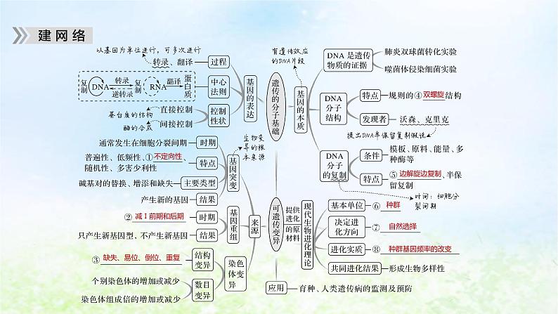 2023届高考生物二轮复习遗传的分子基础、变异与进化课件05