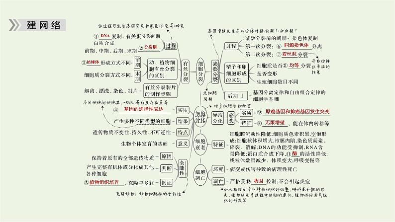 2023届高考生物二轮复习细胞的生命历程课件05