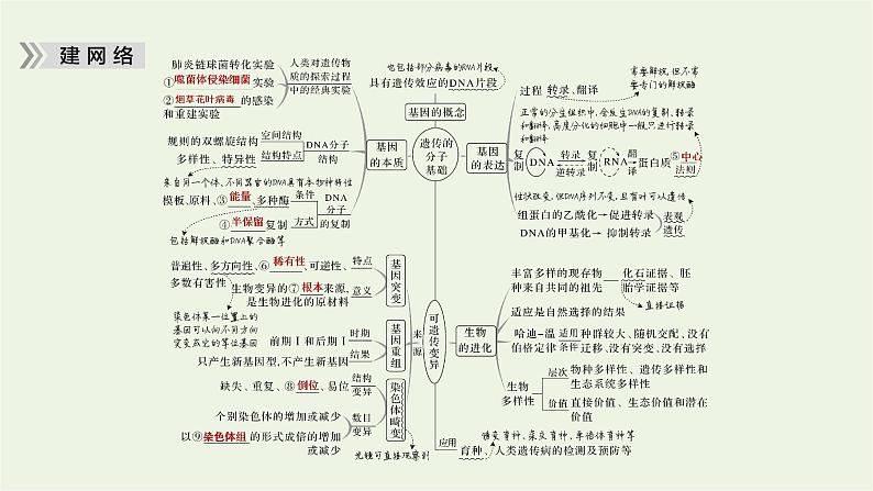 2023届高考生物二轮复习遗传的分子基础、变异与进化课件05